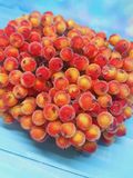 Калина (ягода) в цукрі 12 мм, колір -червоно-жовтий, 1 пучок (38-40 ягід) 016127 фото